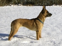 Owczarek belgijski Malinois