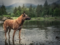 Pies, Rzeka, Owczarek belgijski Malinois, Las, Rozmyty