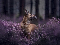 Pies, Wrzosy, Owczarek belgijski Malinois, Las, Rozmyty
