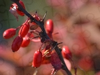 Berberys, Owocniki