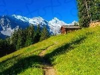 Alpy Berneńskie, Las, Szwajcaria, Dom, Góry, Wengen, Ścieżka