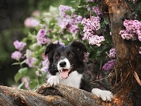 Bez, Border collie, Konar