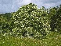 Bez, Biały, Dziki, Łąka