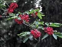 Bez, Koralowy