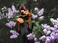 Kwiaty, Rottweiler, Pies, Bez