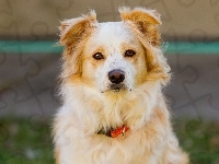 Beżowy, Pies, Border Collie