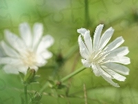 Cykoria, Biała, Kwiaty