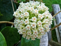 Biała, Woskownica, Hoja
