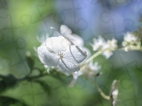 Hortensja, Biała, Kwiat