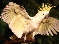 Biała, Kakadu