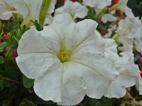 Biała, Petunia, Kwiat
