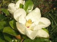 Magnolia, Biała, Wielkokwiatowa