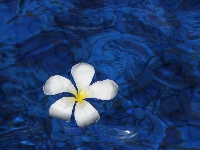 Niebieska woda, Plumeria, Biała
