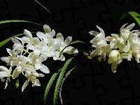 Biała, Orchidea