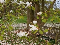 Biała, Ławeczka, Wiosna, Park, Magnolia