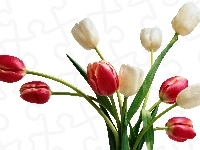 Czerwone, Białe, Tulipany