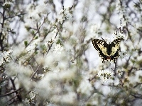 Białe, Motyl, Gałązki, Kwiatuszki
