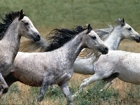 Konie, Białe, Galop