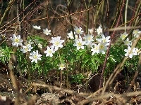 Kwiatuszki, Białe, Zawilce