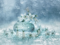 Campanula, Dzwonki dalmatyńskie, Białe, Bokeh, Kwiaty