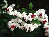 Kwiaty, Białe, Klerodendrum