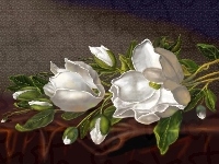 Kwiaty, Białe, Magnolia