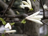 Kwiaty, Białe, Magnolii
