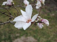 Kwiaty, Białe, Magnolii