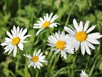 Kwiaty, Białe, Margerytki
