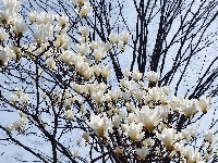 Magnolie, Gałązki, Kwiaty, Białe