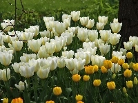 Żółte, Białe, Tulipany
