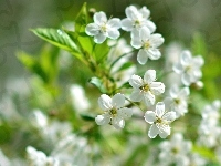 Białe, Rozmycie, Drzewo, Owocowe, Kwiatki