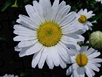 Margerytka, Białe, Płatki, Złocień