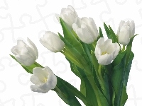 Białe, Tulipany