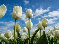 Białe, Tulipany