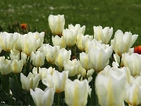 Białe, Tulipany