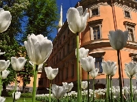 Tulipany, Białe, Budynek