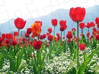 Białe, Góry, Czerwone, Tulipany, Kwiatki