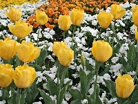 Białe, Żółte, Tulipany, Kwiatki