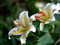 Białe, Lilie Tygrysie, Kwiaty