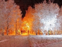 Białe, Park, Zimą, Drzewa