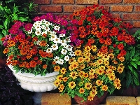 Czerwone, Kwiaty, Cynia, Białe, Doniczki, Żółte