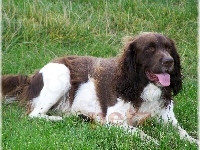 biało-brązowe, Springer spaniel angielski, umaszczenie