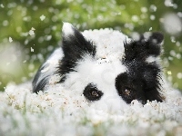 Biało-czarny, Border collie