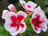 Czerwona, Biało, Pelargonia