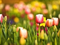 Czerwone, Biało, Tulipany