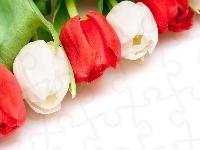 Czerwone, Biało, Tulipany