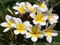Żółta, Kwiaty, Biało, Plumeria