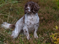 Springer spaniel angielski, Biało-brązowy, Pies