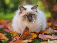 Kot ragdoll, Puszysty, Biało‑szary, Liście